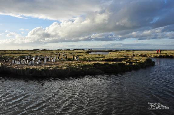 Turistas observam pinguins rei em uma pinguinera na Terra do Fogo, no sul do Chile